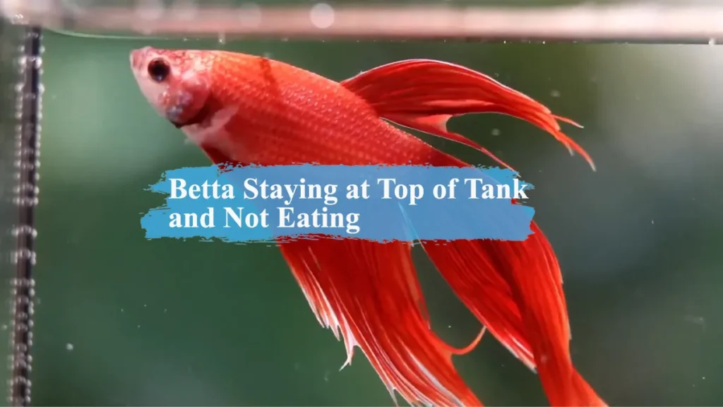 Betta Staying at Top of Tank and Not Eating
