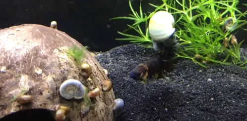  Feeding Snails in a Betta Tank