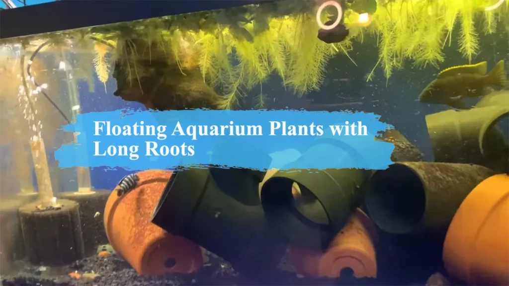 Floating Aquarium Plants with Long Roots