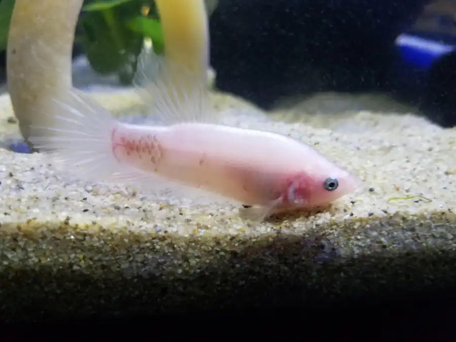 Health and Diseases for cellophane Betta