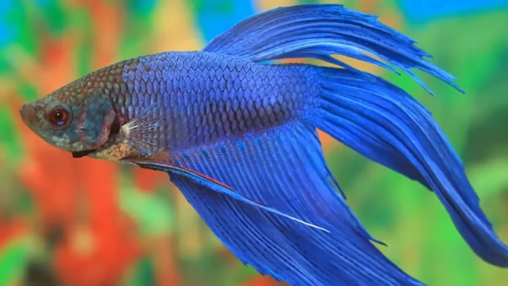 Can You Use Distilled Water for Betta Fish Expert Advice