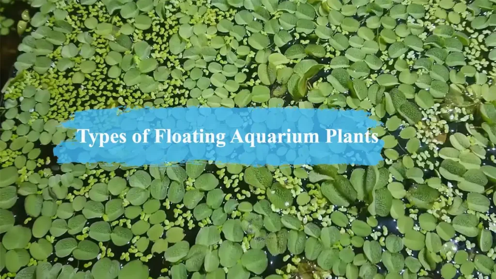Types of Floating Aquarium Plants