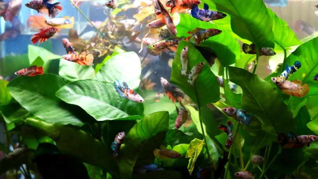 What Fish can Live with Female Bettas