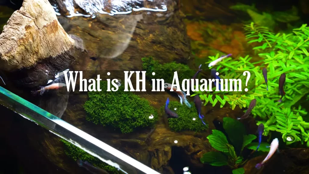 What is KH in Aquarium?