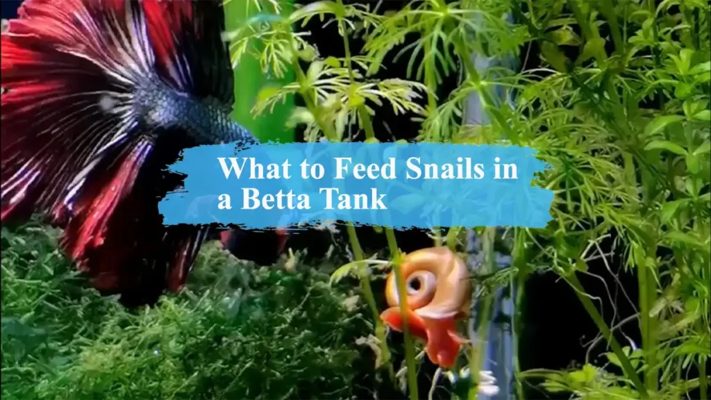 What to Feed Snails in a Betta Tank