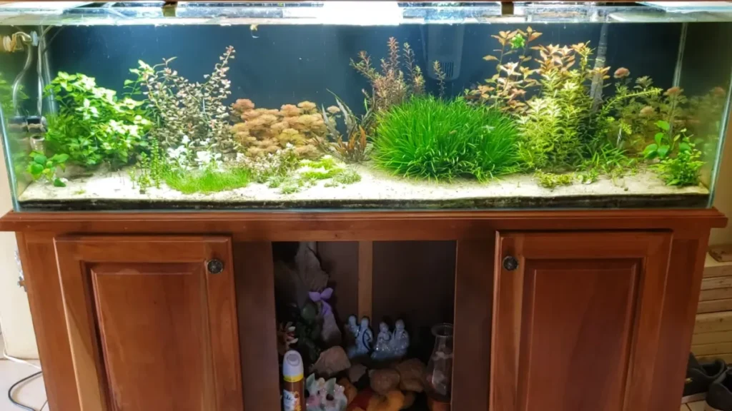 Accidentally Dumped Fish Food in Tank