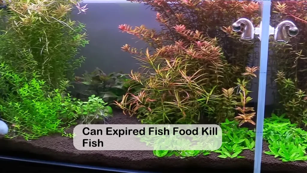 Can Expired Fish Food Kill Fish