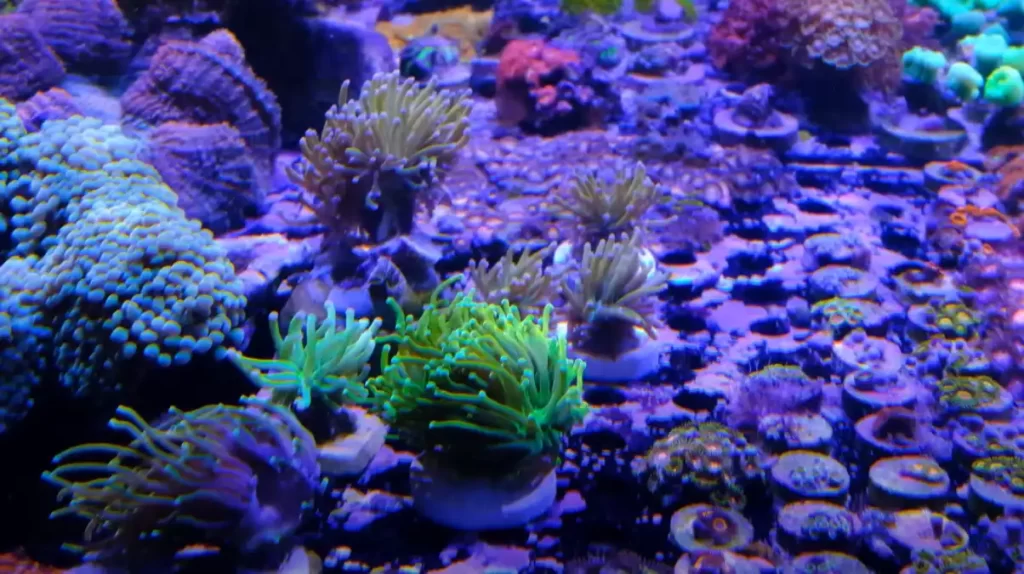 Caring for Tiger Torch Coral