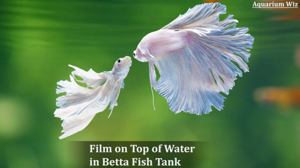 Film on Top of Water in Betta Fish Tank