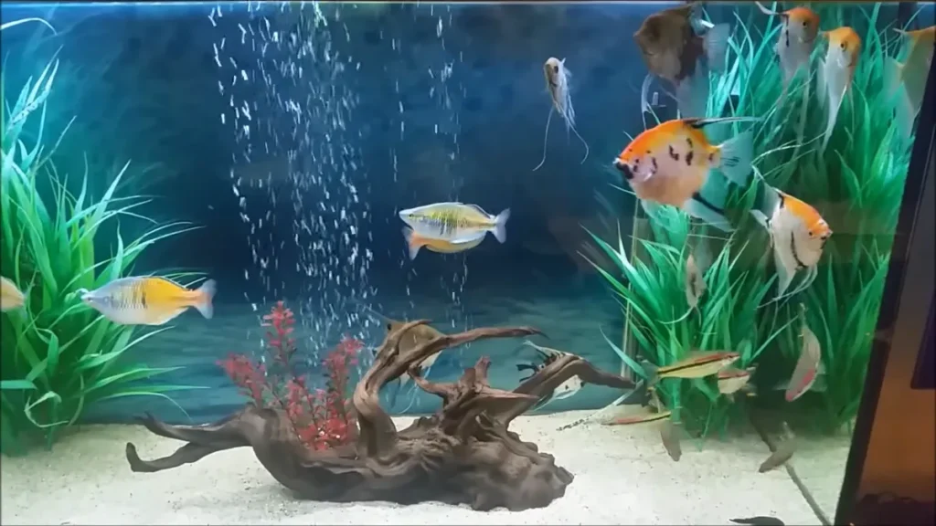Fish at Top of Tank but not Gasping