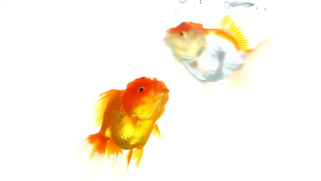 Goldfish Ich Symptoms