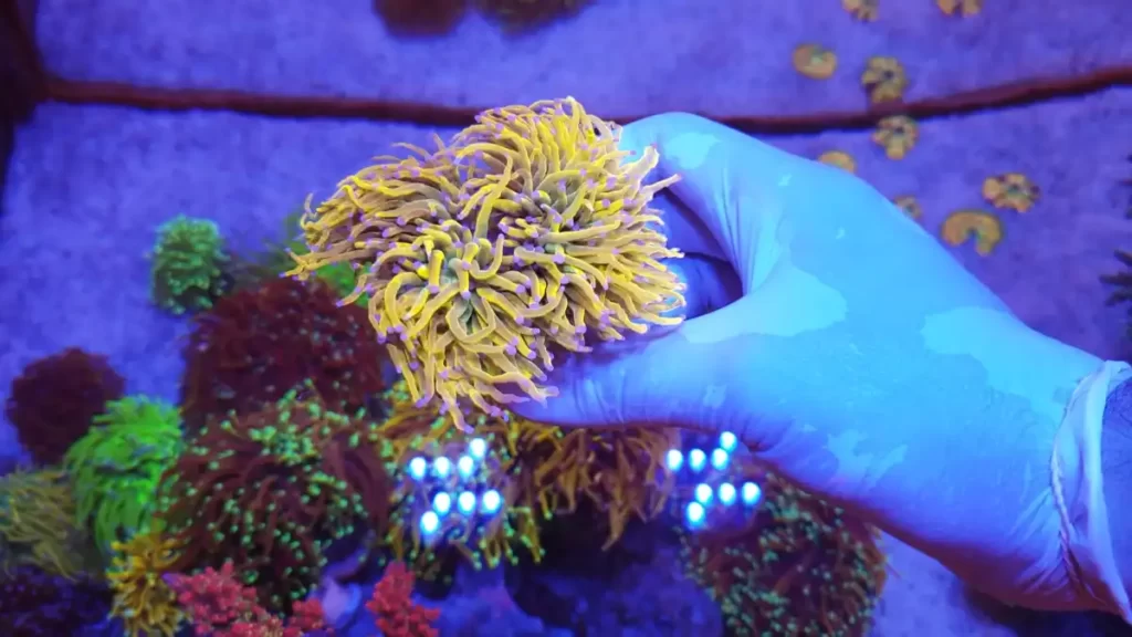 Holy Grail Torch Coral