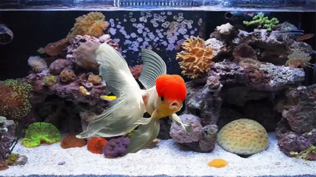 Oranda Goldfish Temperature