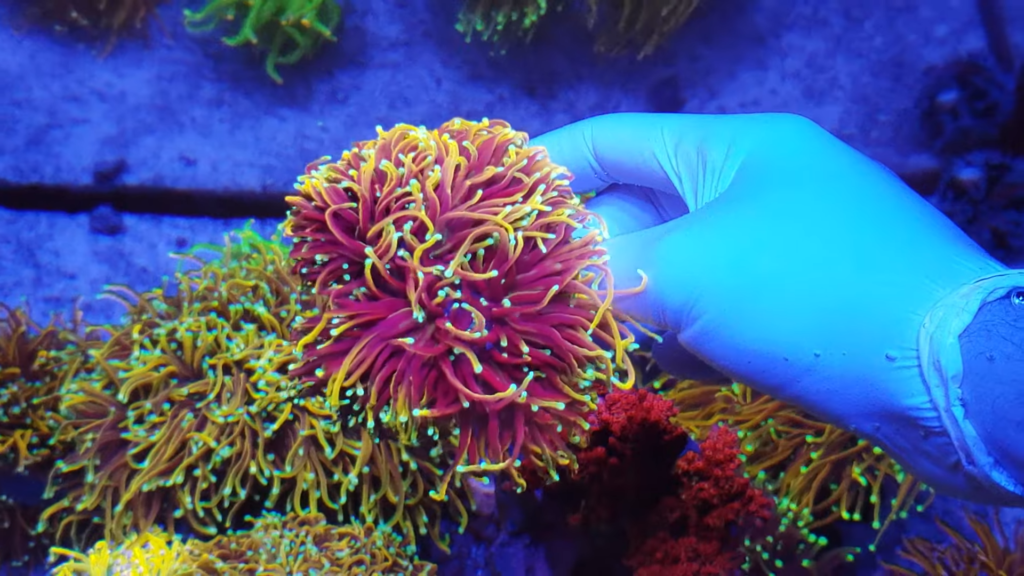 Propagation of Hellfire Torch Coral