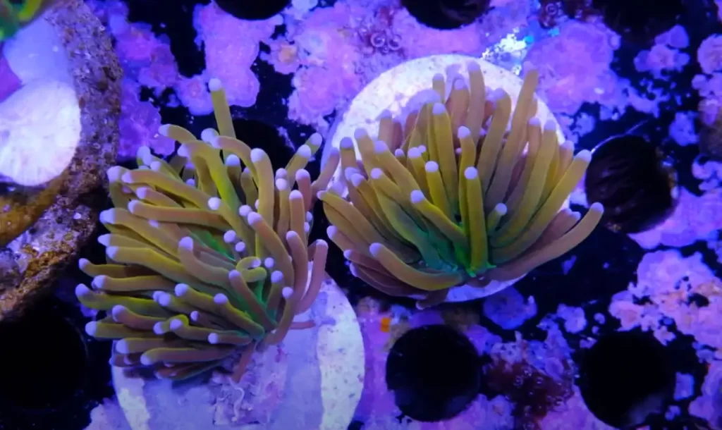 Tiger Torch Coral Overview