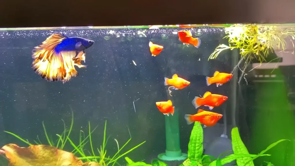 What Fish Can Live with Betta Males