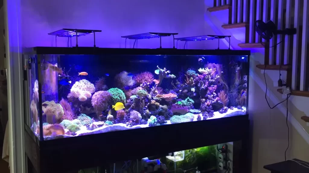 180-Gallon Reef Tank Setup