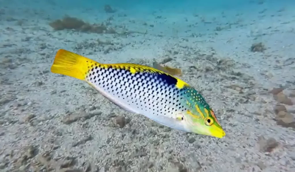 Checkerboard Wrasse Care