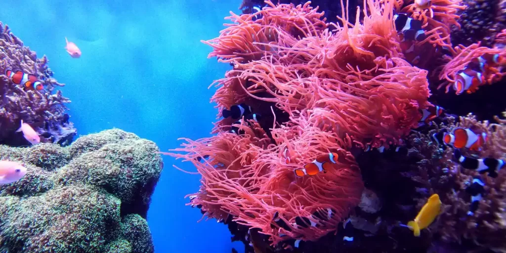 Selecting Suitable Coral