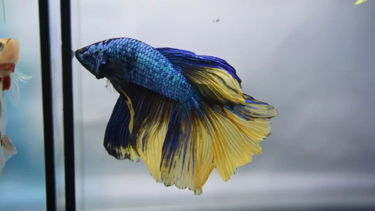 Betta Fish Injured: Causes and Treatment
