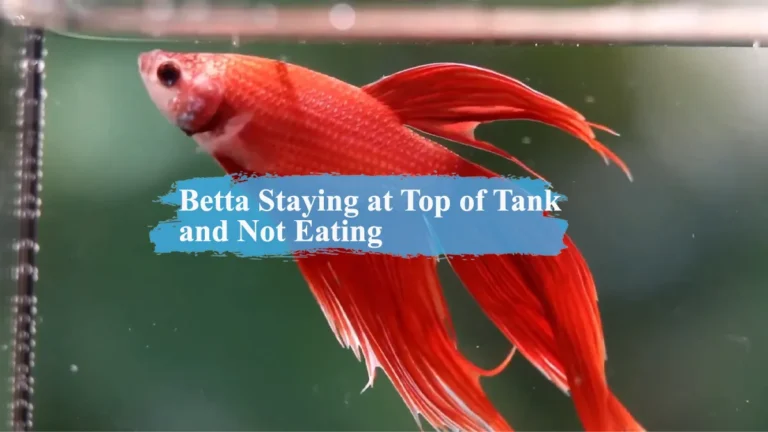 Betta Staying at Top of Tank and Not Eating