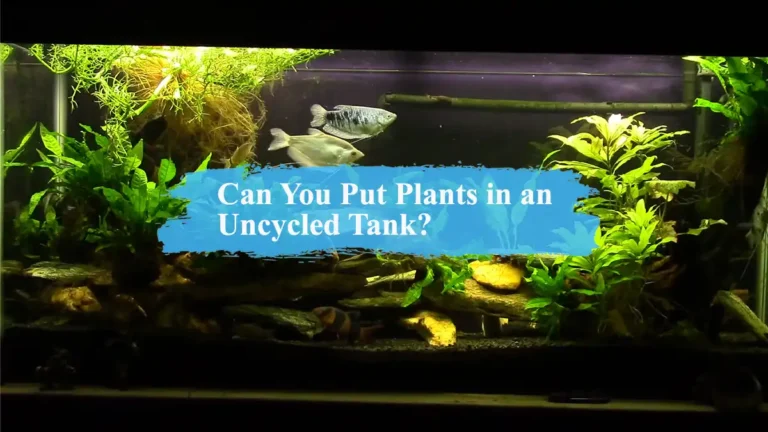 Can You Put Plants in an Uncycled Tank?