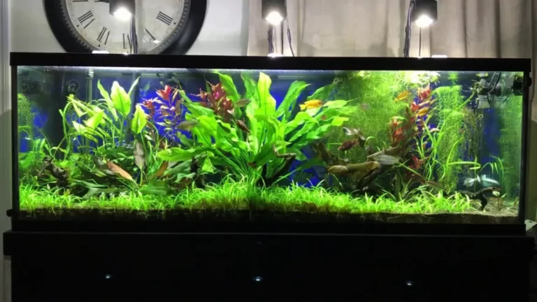 Eco-Complete vs. Eco-Planted: Which Substrate is Right for Your Aquarium?