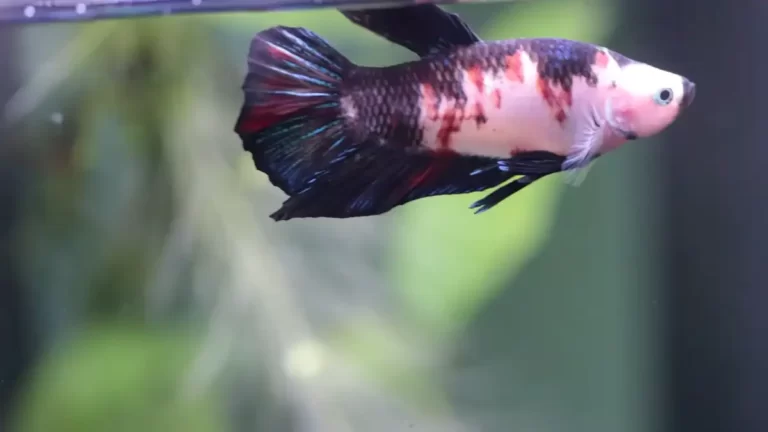 How Often Do Bettas Come Up for Air?
