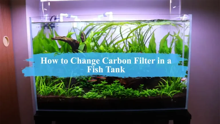 How to Change Carbon Filter in a Fish Tank?