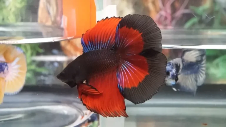 Unveiling the World of Red Devil Betta: Care, Behavior, and More