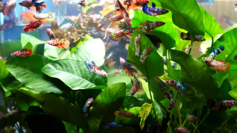 What Fish can Live with Female Bettas?