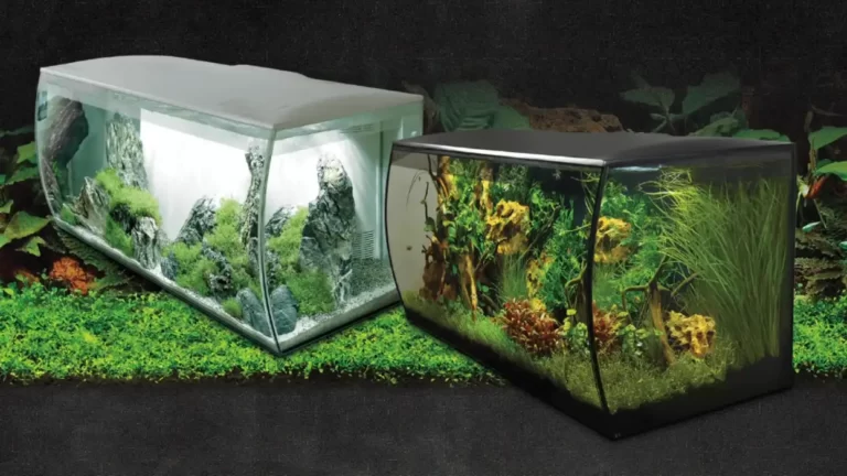 Who Makes Fluval Aquariums: A Clear Answer to Your Question