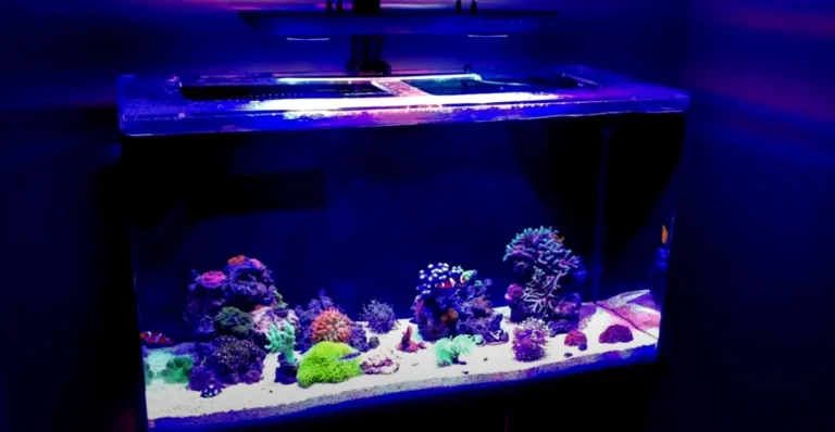 Who Makes SeaClear Aquariums: Revealing the Mastermind