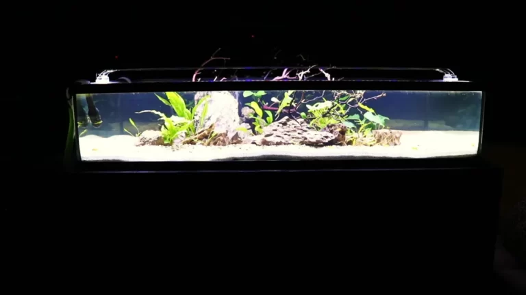 50-Gallon Lowboy Aquarium Setup