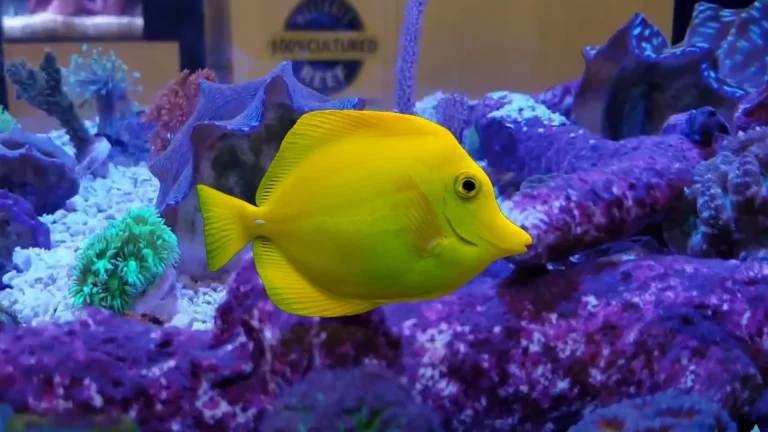 Biota Yellow Tang Care: Expert Tips for Keeping Your Fish Healthy