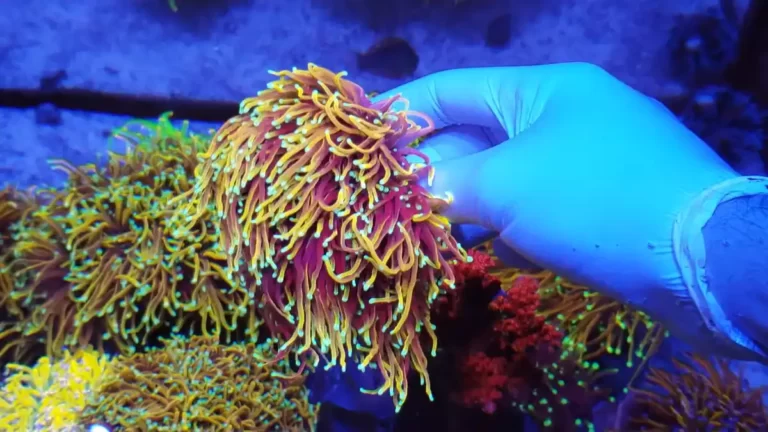 Hellfire Torch Coral | Care , Propagation and Threats