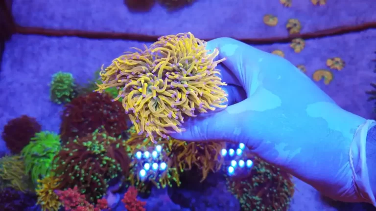 Holy Grail Torch Coral Care, Tank Setup, Propagation and Diseases