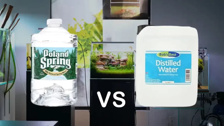 Spring or Distilled Water for Fish Tank– What’s the Differences
