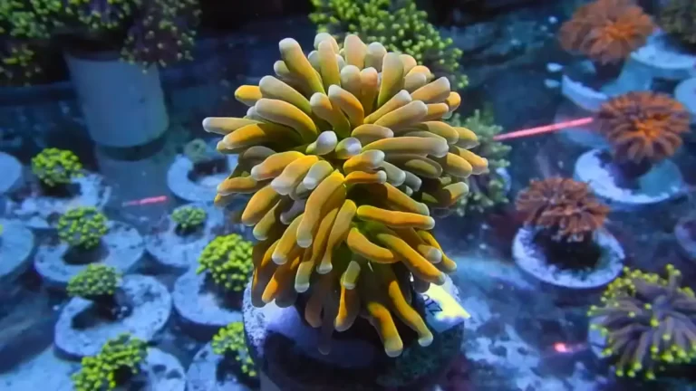 Tiger Torch Coral: Care Guide and Maintenance Tips