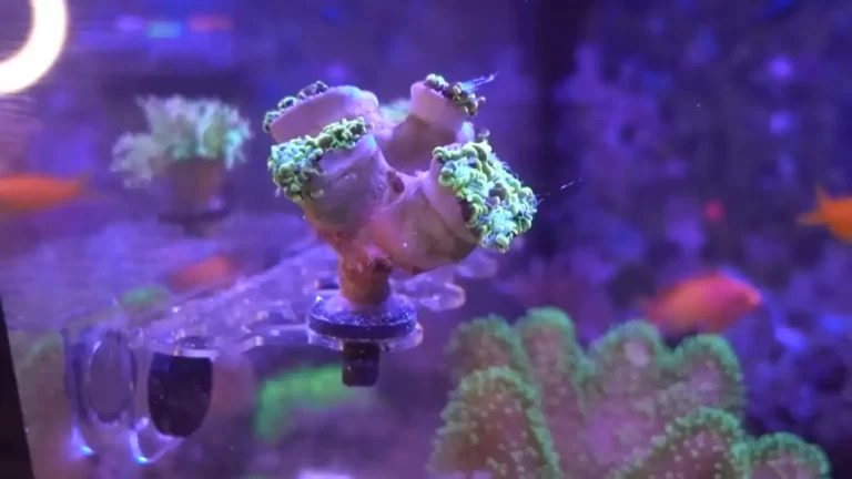 Why Is My Torch Coral Closing Up? Common Causes and Solutions