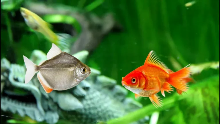 Can Silver Dollar Fish Live with Goldfish?