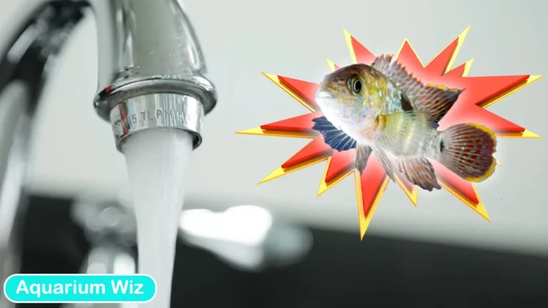 Tap Water for Fish Tank – Ensuring the Best for Aquarium Water