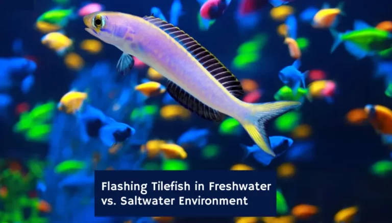 Flashing Tilefish: Freshwater or Saltwater?